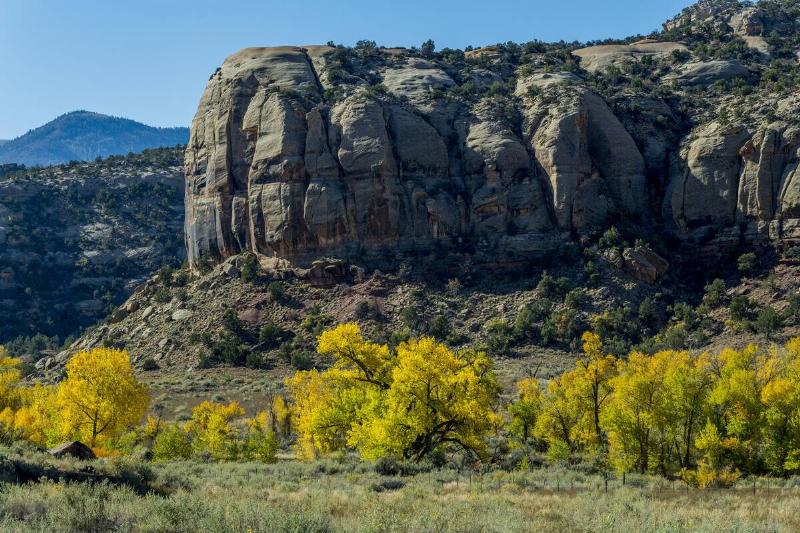 View of Cottonwood trees with fall colors along the Indian...