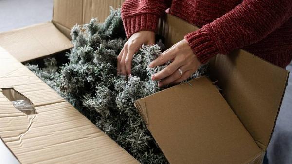 Woman putting fake Christmas tree in box. 