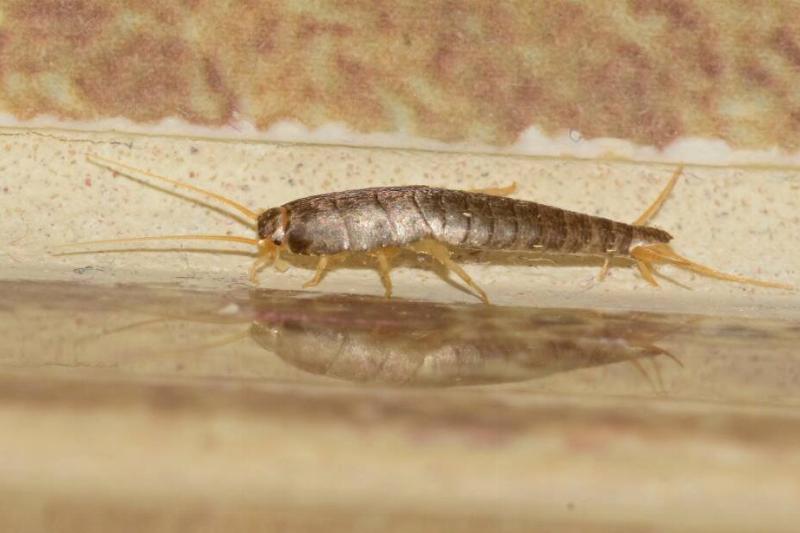 Silverfish bug on the floor.