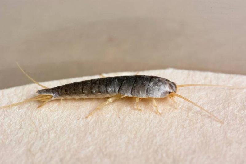 A silverfish bug.