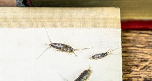 What Attracts Silverfish — And How To Get Rid Of Them