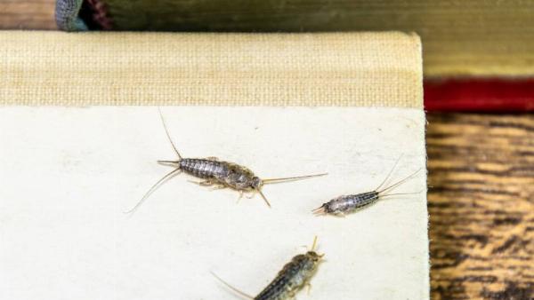 Silverfish insects eating paper. 