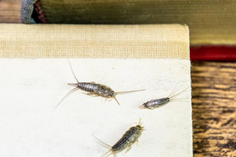 Silverfish insects eating paper. 