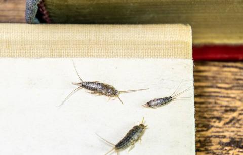 Silverfish insects eating paper. 