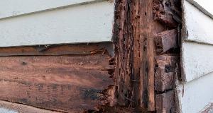 How To Tell The Difference Between Wood Rot And Termite Damage