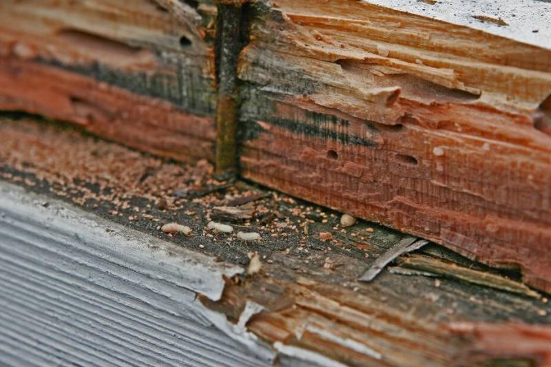Damage caused by termites showing dust and bugs.