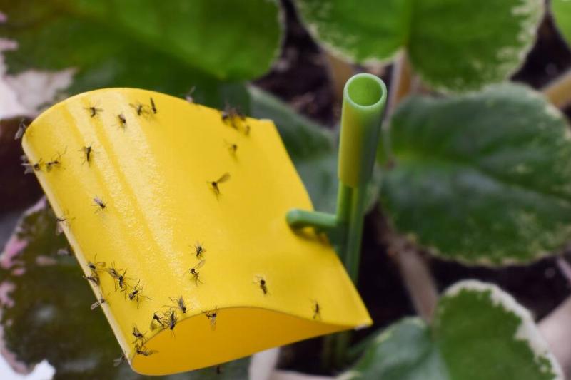 Fungus gnats on a sticky trap. 