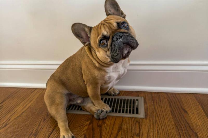 Puppy sitting on top of heating vent. 