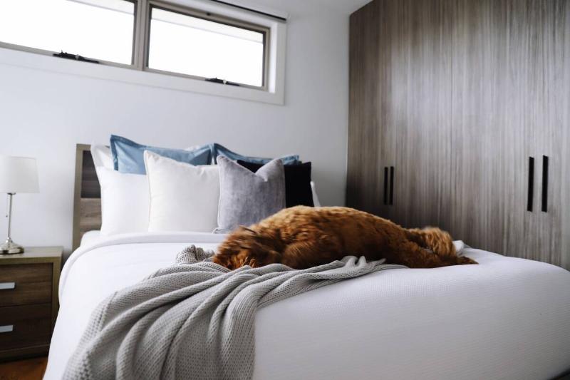 A dog sleeping at the end of a bed.