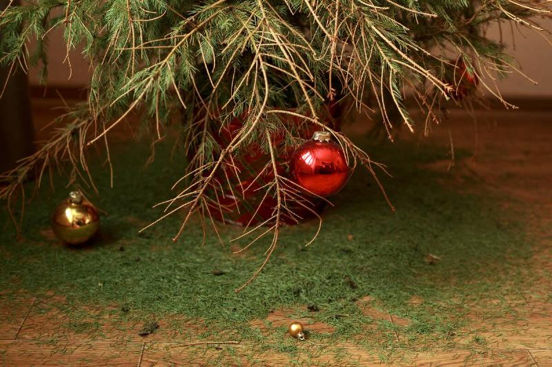 A Christmas ball is hanging on a dry branch of a Christmas tree with fallen needles.