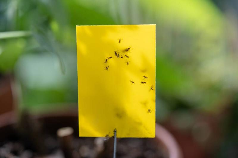 Fungus gnats caught in sticky trap. 