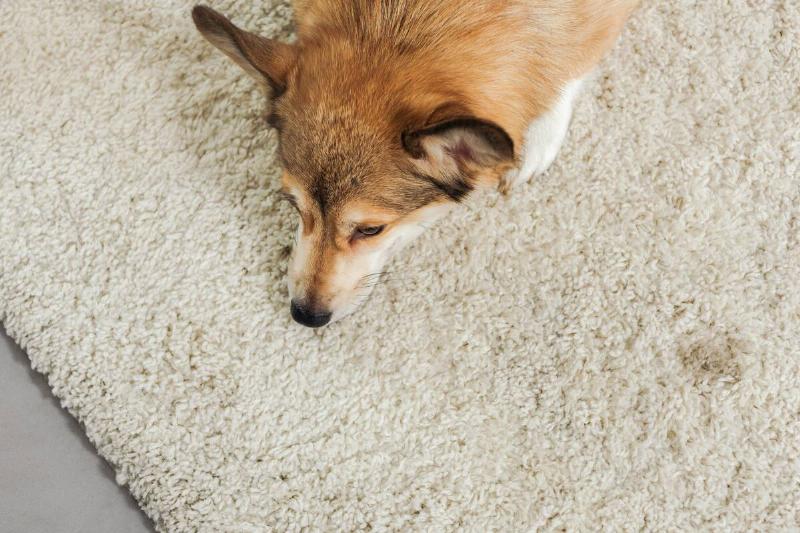 Corgi lying on a carpet.