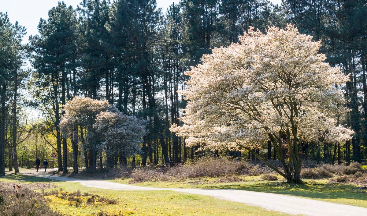 Serviceberry tree along a trail
