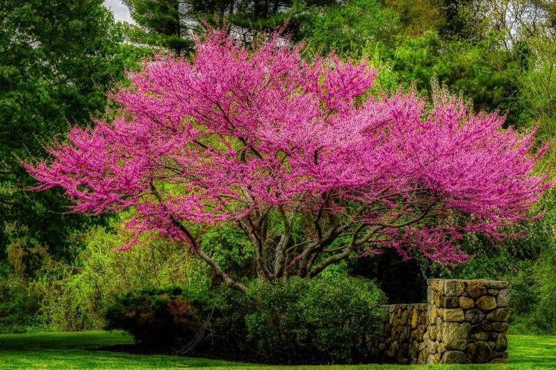 Eastern Redbud looming over a rock fence