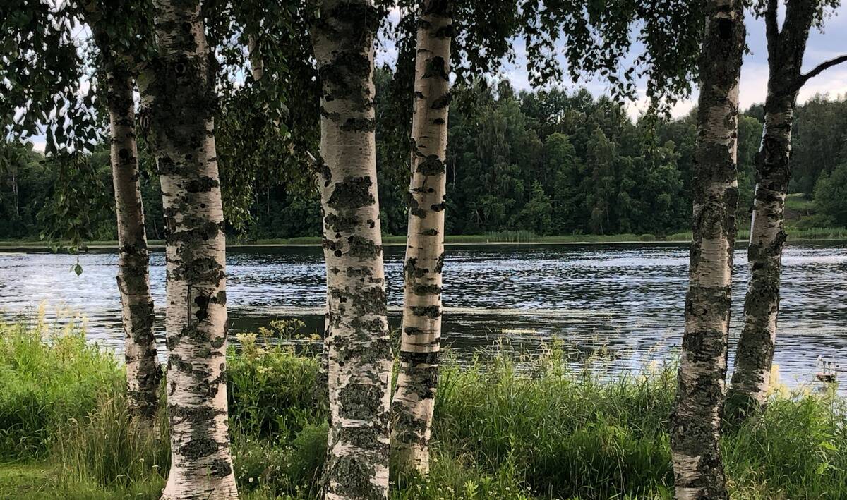 River Birch trees along a waterway