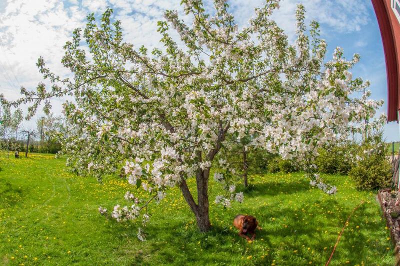 Crabapple tree next to a barn