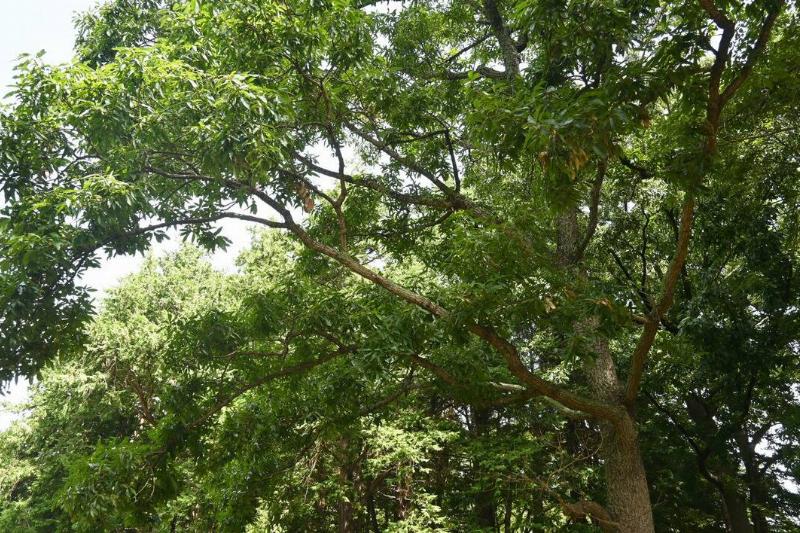Looking up at a bald cypress