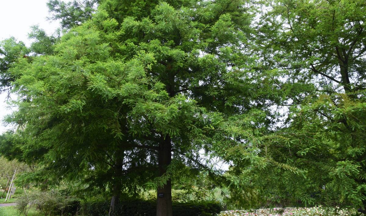 View of a chikapin oak tree