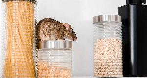 Mice Hate These Smells! Use Them To Protect Your House