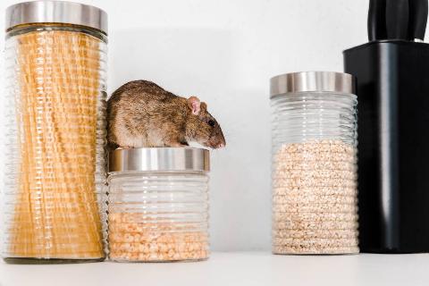 Small mouse on jar of grain. 