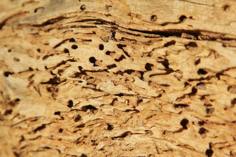 Termite damage in wood. 