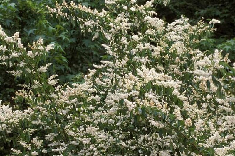 Close-up of Chinese privet