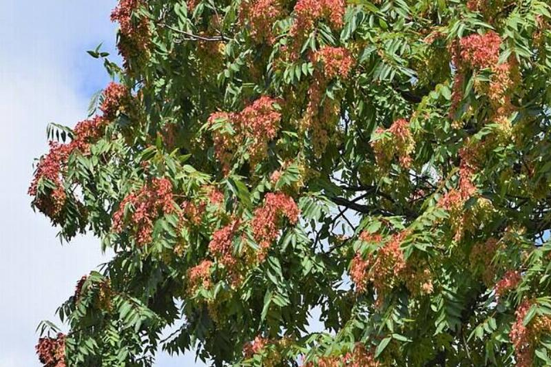 Tree of Heaven on a cloudy day
