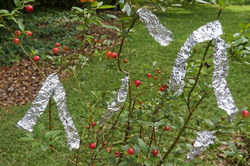 AI rendering of strips of aluminum foil attached to a tree with berries on it
