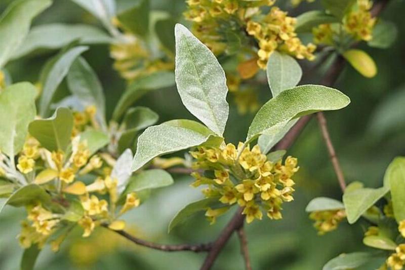 Close-up of an autumn olive branch