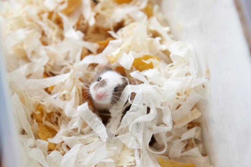 Mouse in shredded paper nest.