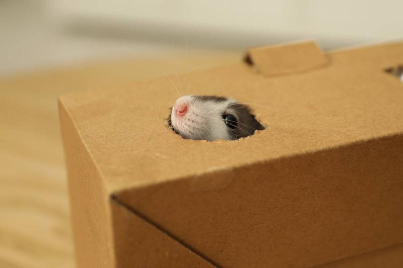 A mouse who chewed a hole through a cardboard box. 