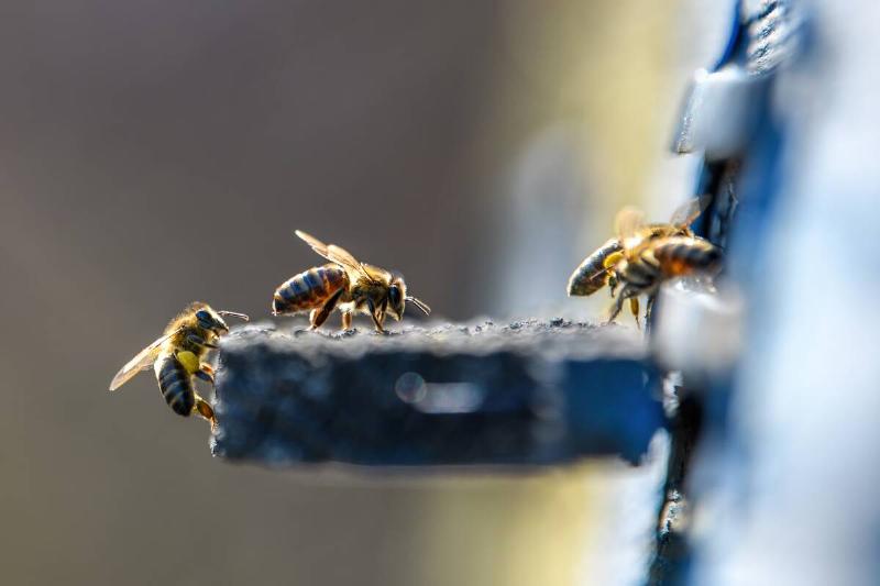 Bees going inside of a mailbox. 