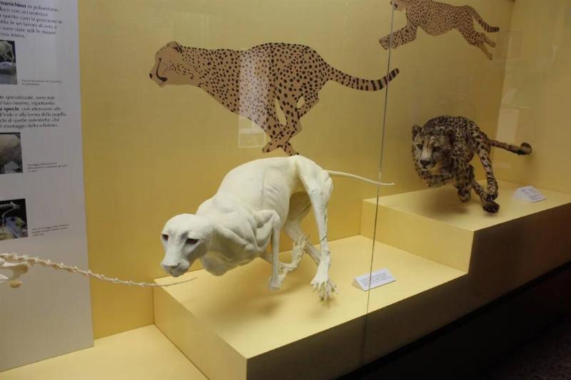 cheetah-with-no-skin-hair-or-ears-at-milans-natural-history-v0-q7y4b7zguyh31