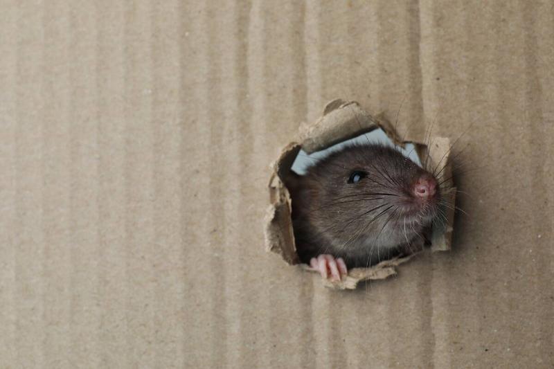 A mouse looking out through a hole in a wall.