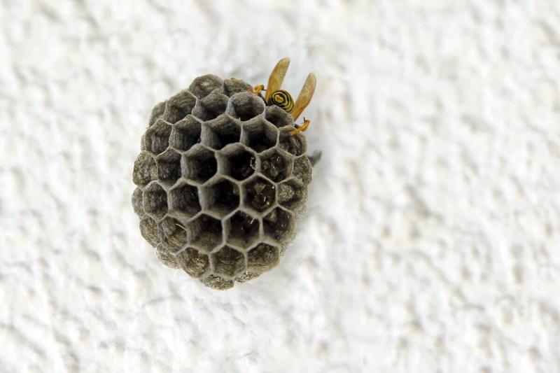 Empty wasps' nest against a white wall.