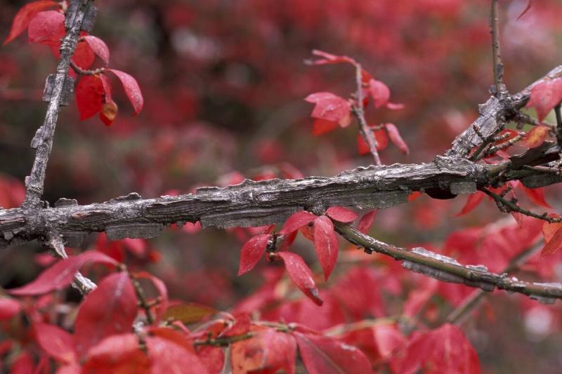 Close-up of a burning bush brance