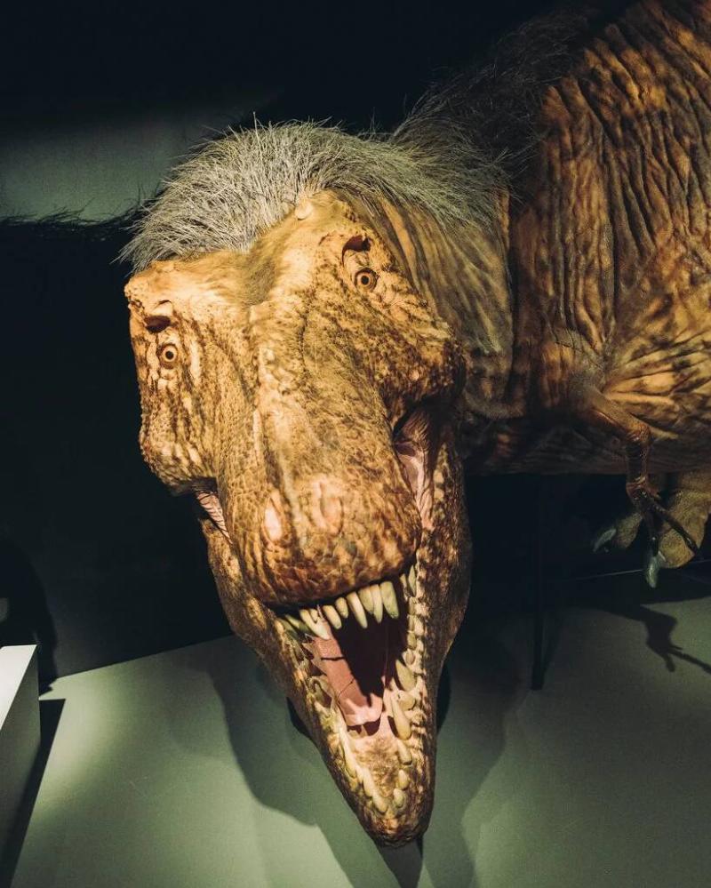 life-size-tyrannosaurus-rex-model-from-the-american-museum-v0-g3r3hwpv3ha51