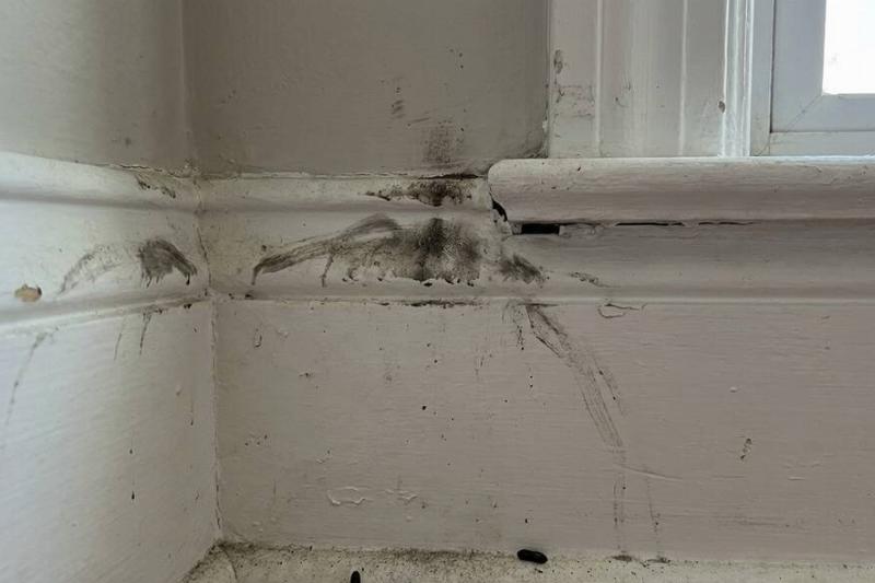 отметка мыши Черные пятна на стене от мышиной шерсти.