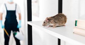 Sneaky Signs You May Have Mice, Even If You’ve Never Seen One