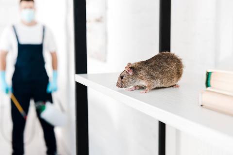 A mouse on a shelf. 