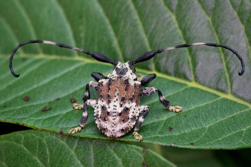 this-beetle-uses-its-antenna-to-sting-and-deliver-venom-the-v0-dxa85692elu91