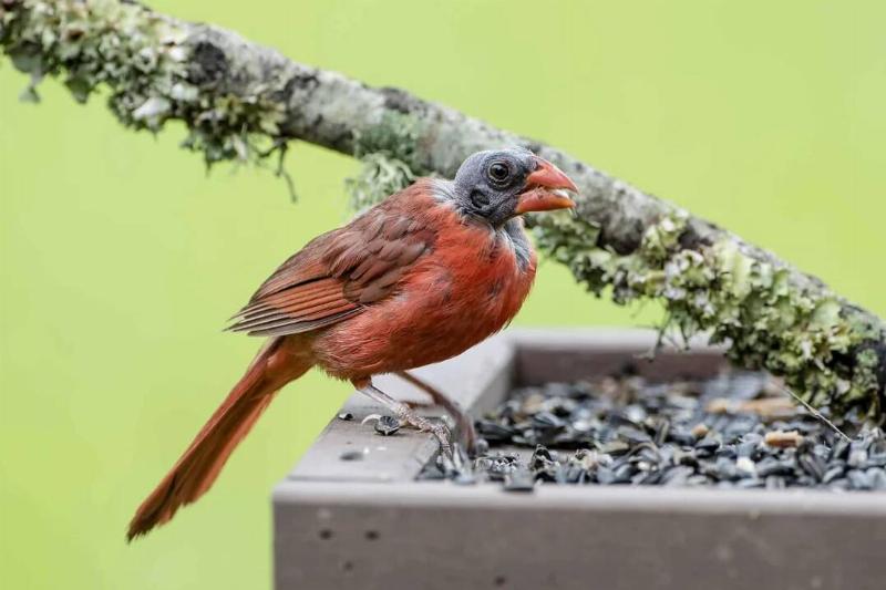 this-is-a-northern-cardinal-in-the-process-of-molting-it-is-v0-2zv27kikjb491