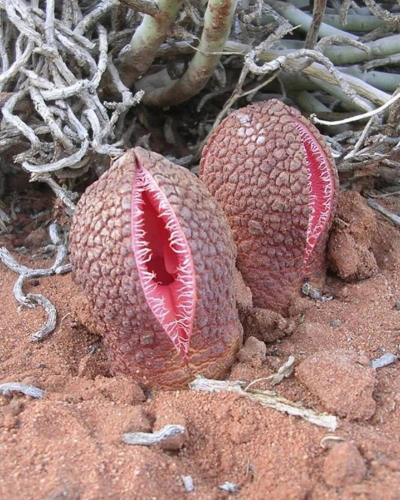 this-is-hydnora-africana-a-parasitic-plant-in-order-to-v0-8l8n8ohja63b1
