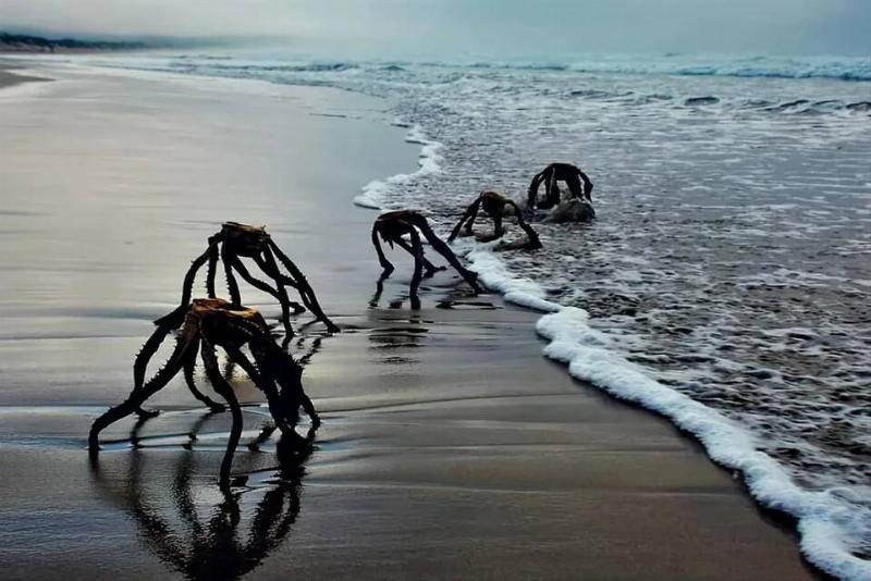 upside-down-dried-out-aloe-ferox-leaves-which-the-sea-v0-o3j8ubjvok4a1