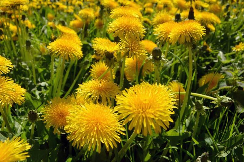 viridi-green-i-uBAOo_BBA-unsplash