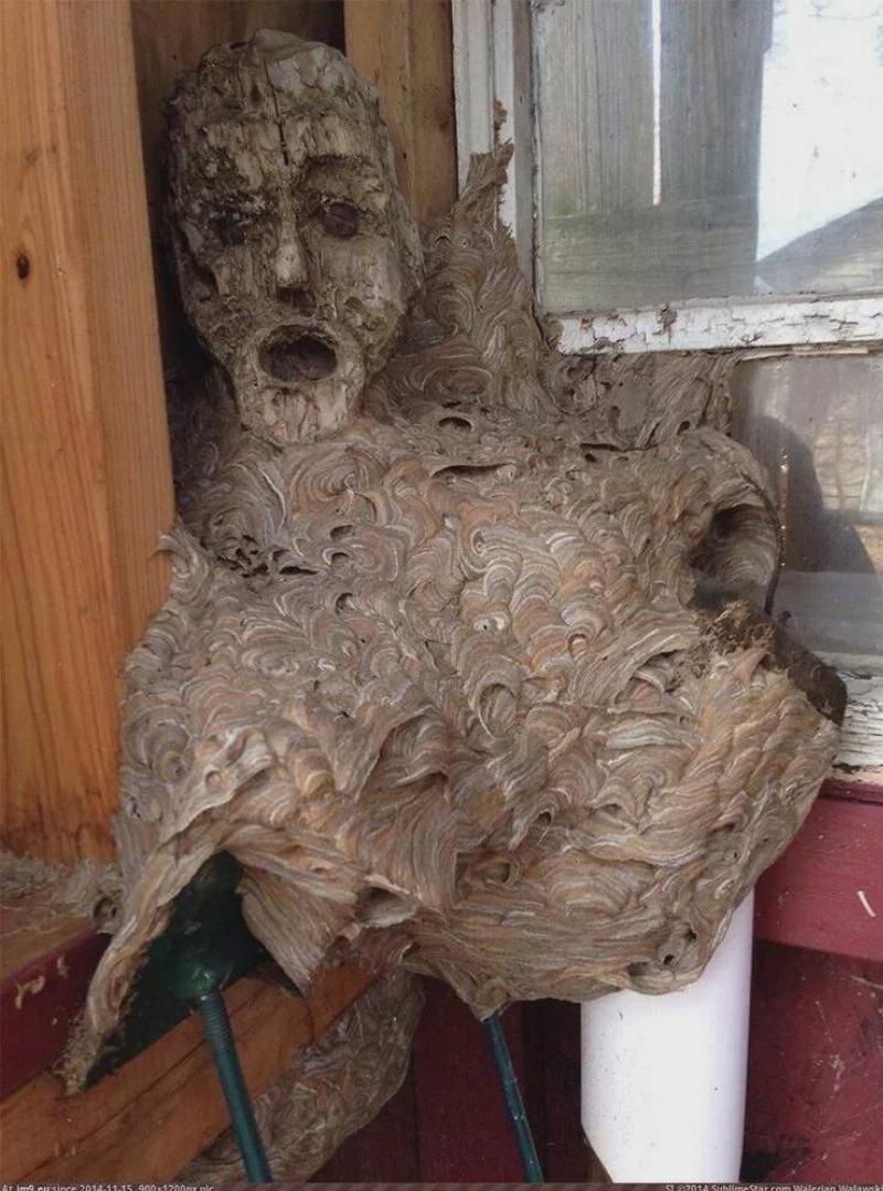 when-nature-meets-nightmare-wasps-turned-this-creepy-mask-v0-hie1gwjjb67f1