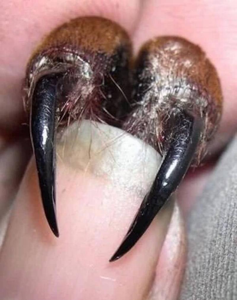 x-post-r-hardcorenature-goliath-birdeaters-fangs-v0-ThRB2sDW390qf6-EjmPaHi4COlWdGL0MntDtTHRrNv0 copy