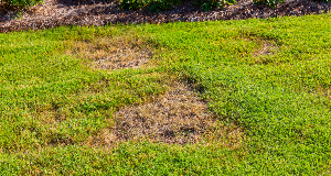 How to Replant or Fix Your Lawn’s Bare Spots