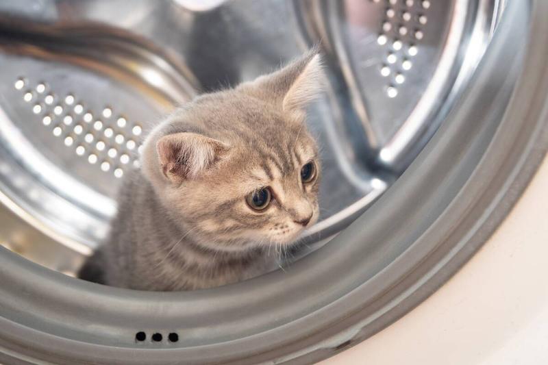 Kitten in washing machine. 