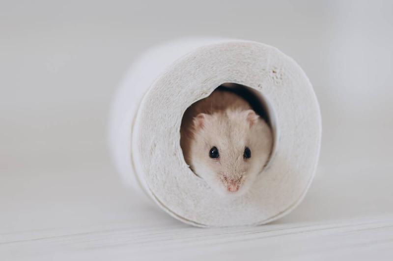 A rodent in a toilet paper roll. 